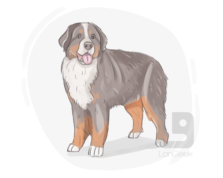 Bernese mountain dog definition and meaning