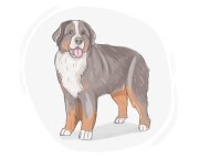 Bernese mountain dog