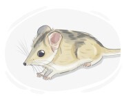 dunnart