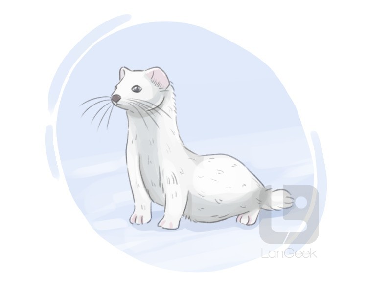 ermine definition and meaning
