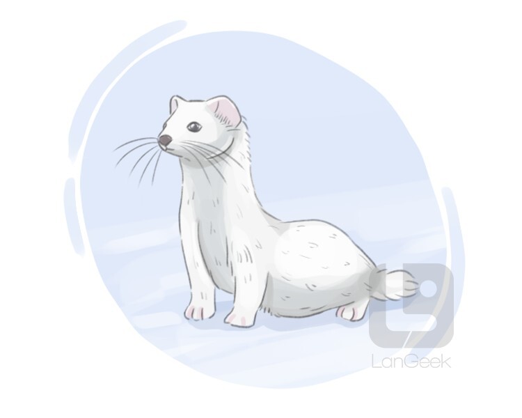 shorttail weasel definition and meaning