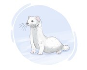 ermine