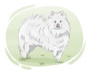 Eskimo dog