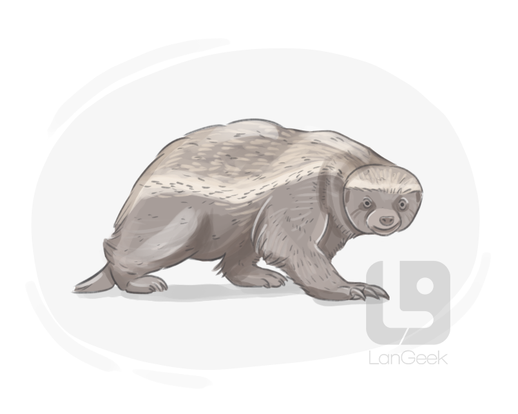 honey badger definition and meaning