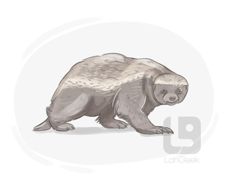 honey badger definition and meaning