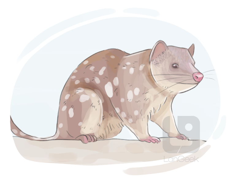 quoll definition and meaning