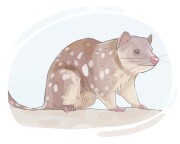 quoll