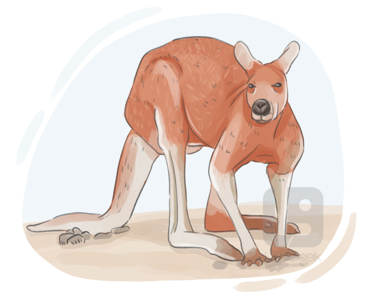 red kangaroo definition and meaning