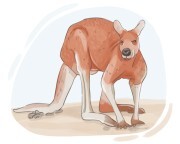 red kangaroo