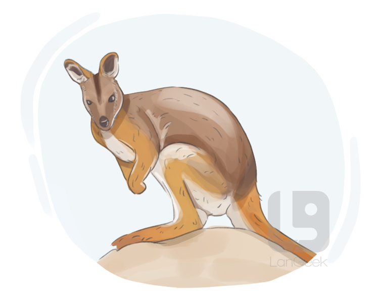 rock kangaroo definition and meaning
