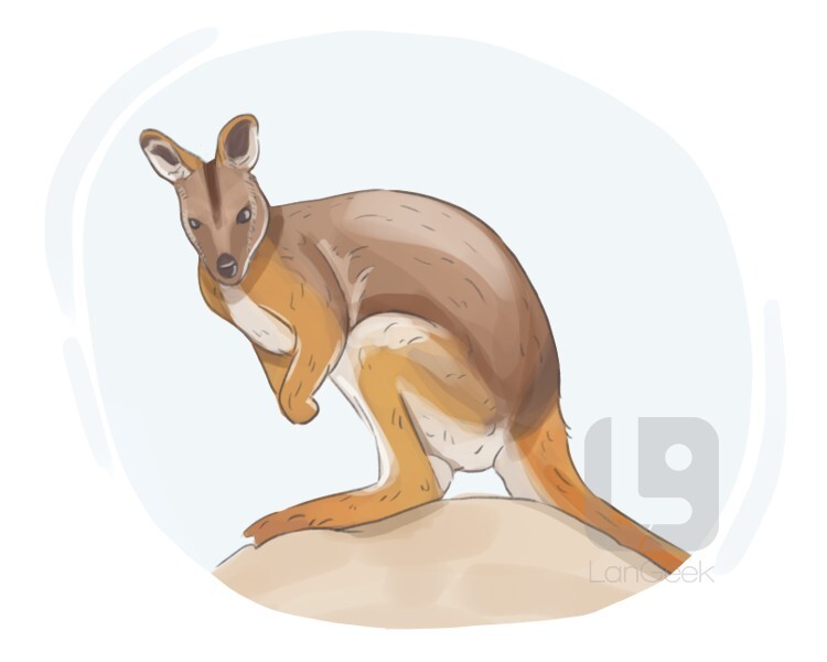 rock kangaroo definition and meaning