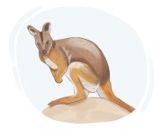 rock wallaby