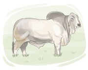 Brahman