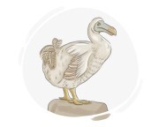 dodo