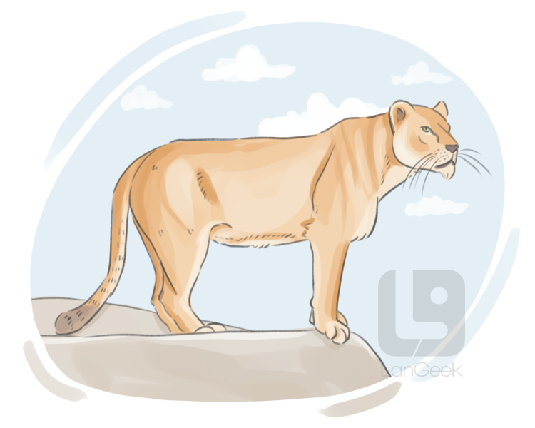 lioness definition and meaning