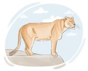 lioness