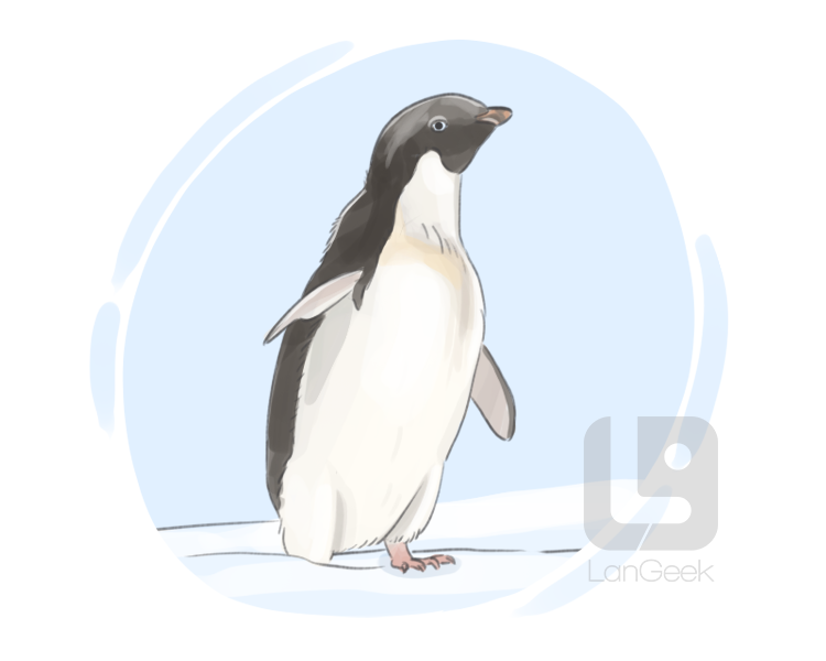 Adelie penguin definition and meaning