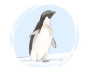 Adelie penguin