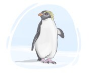 crested penguin