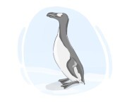 great auk