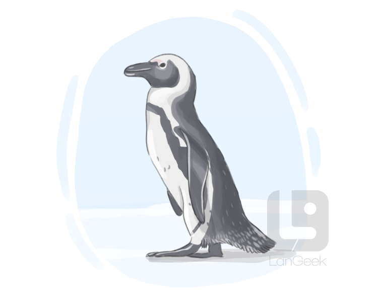 jackass penguin definition and meaning