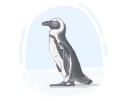 jackass penguin