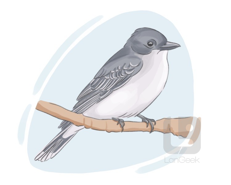 kingbird definition and meaning