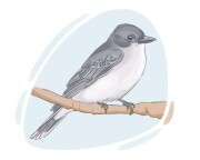kingbird