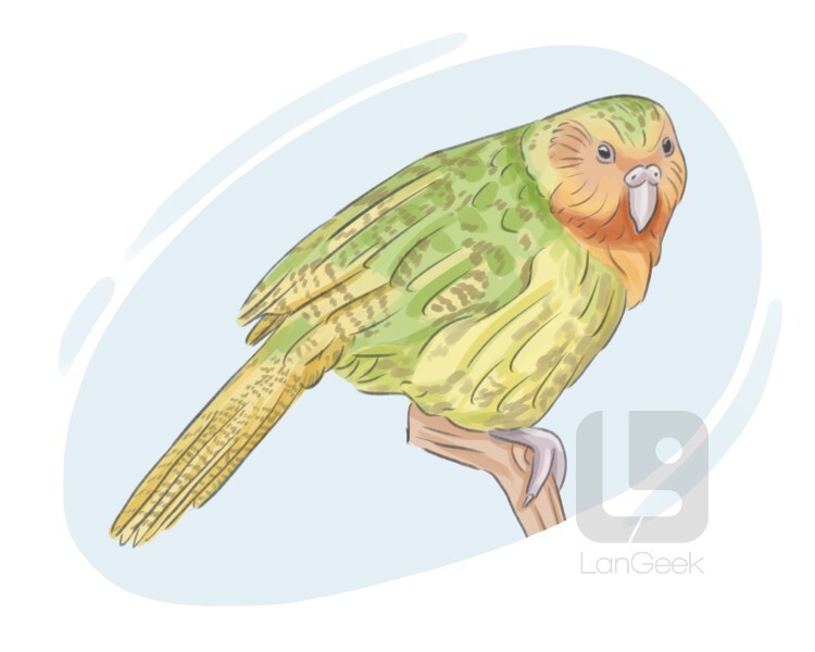 definition-meaning-of-owl-parrot-langeek