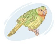 owl parrot