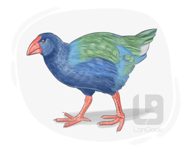 takahe definition and meaning