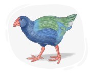 takahe
