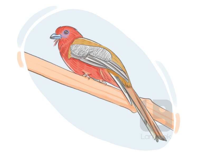 trogon definition and meaning