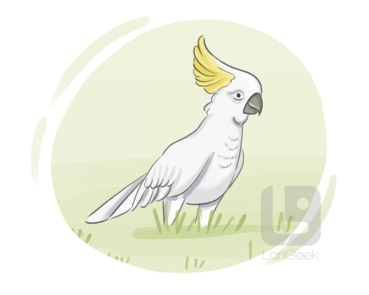sulphur-crested cockatoo definition and meaning