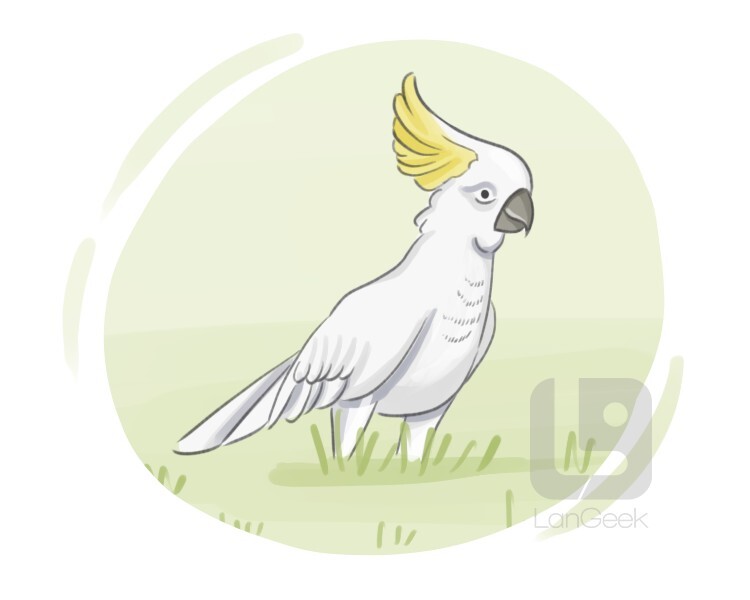 cacatua galerita definition and meaning