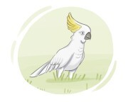 sulphur-crested cockatoo