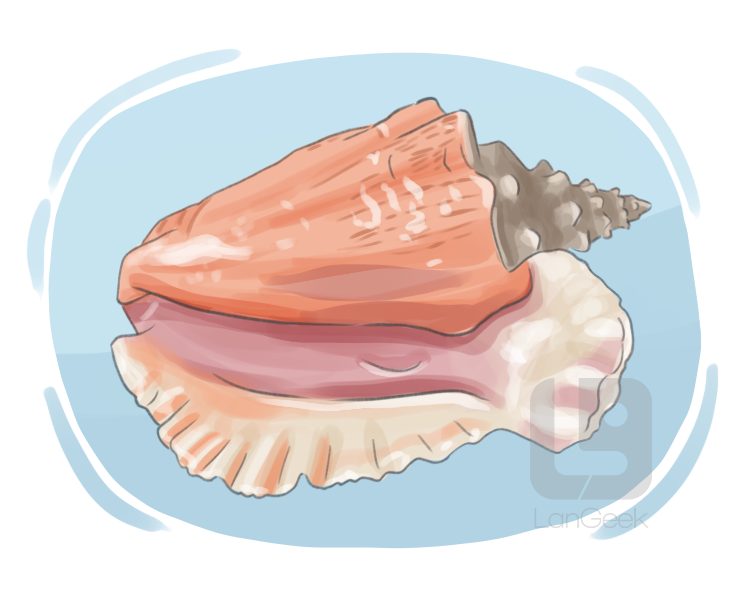 conch definition and meaning
