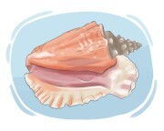 conch