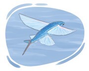 flying fish