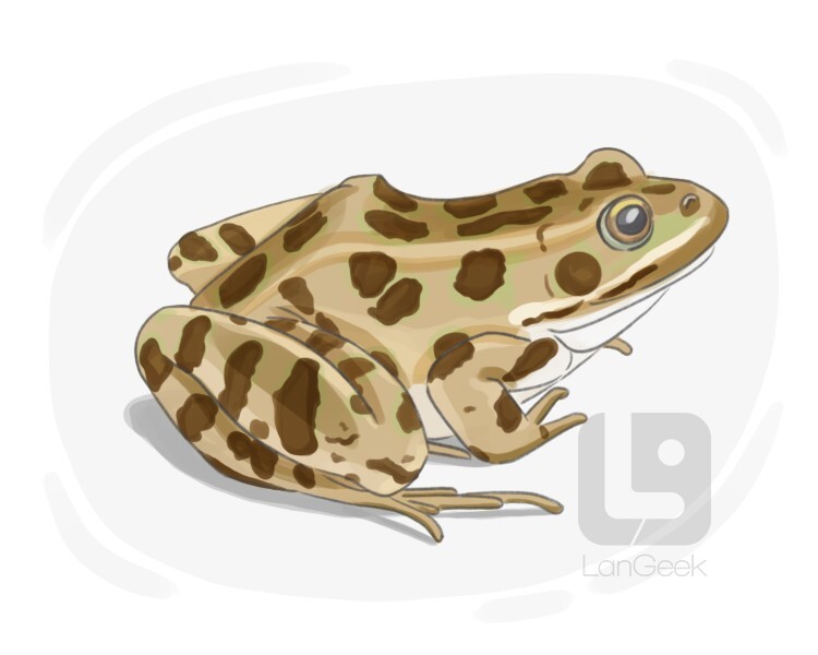 leopard frog definition and meaning