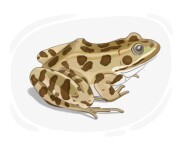 leopard frog