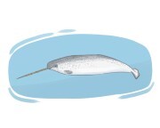 narwhal