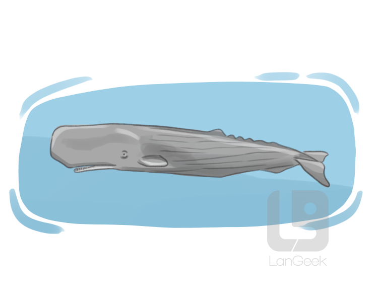 sperm whale definition and meaning