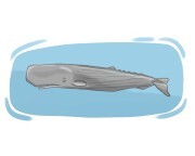 sperm whale