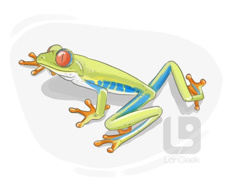 Definition & Meaning of "Tree frog" LanGeek