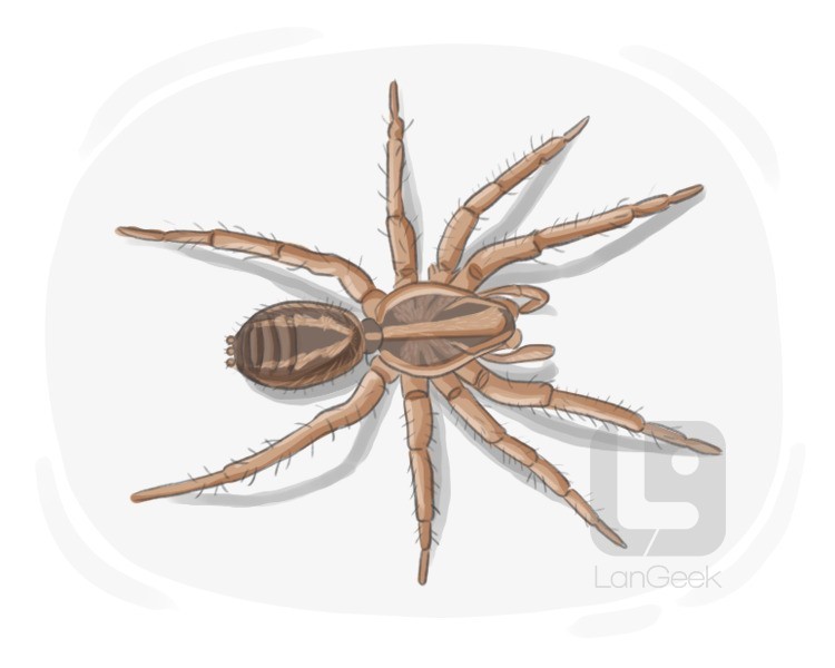 hunting spider definition and meaning