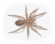 wolf spider