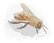 Africanized bee