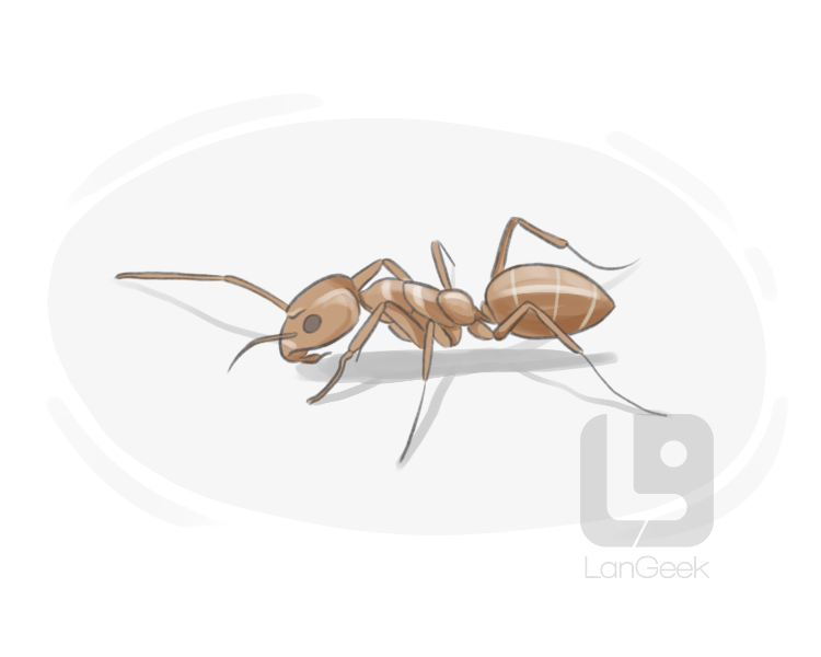 Argentine ant definition and meaning