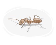 Argentine ant